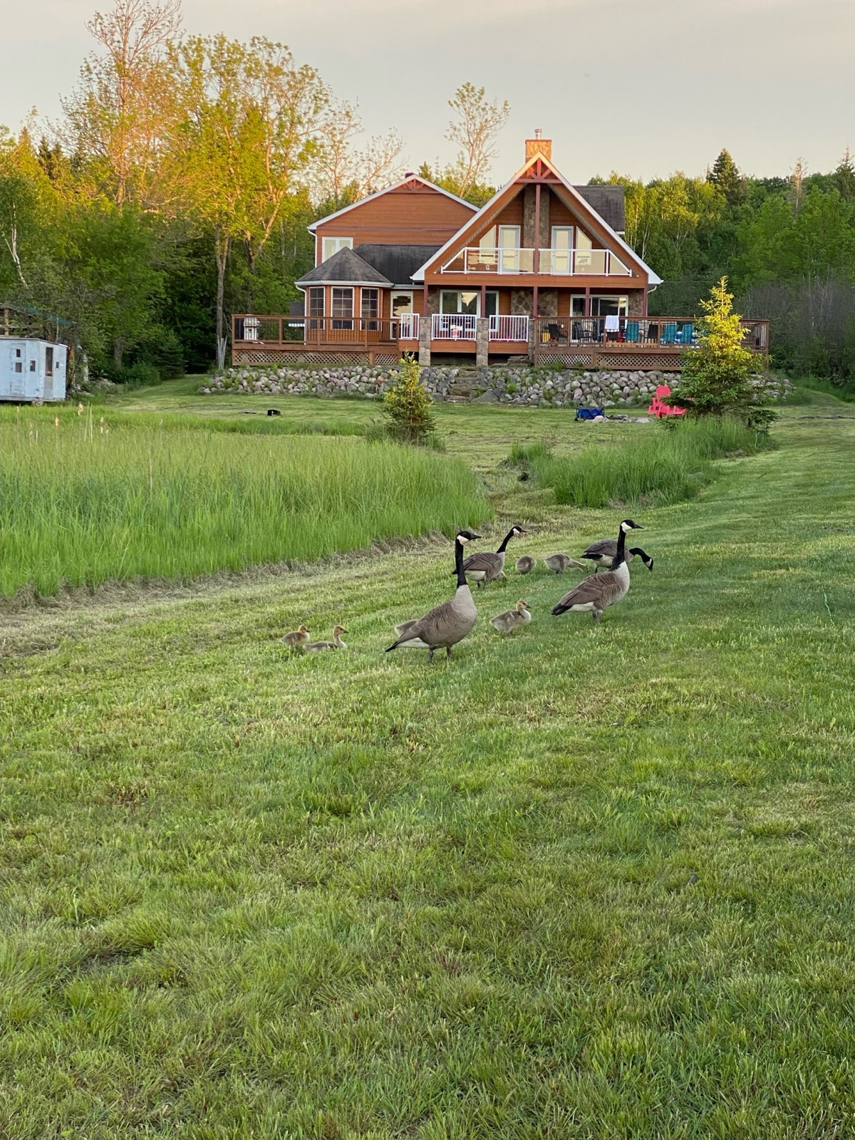 Canada geese crossing the spacious lawn in front of Sunset Oasis
