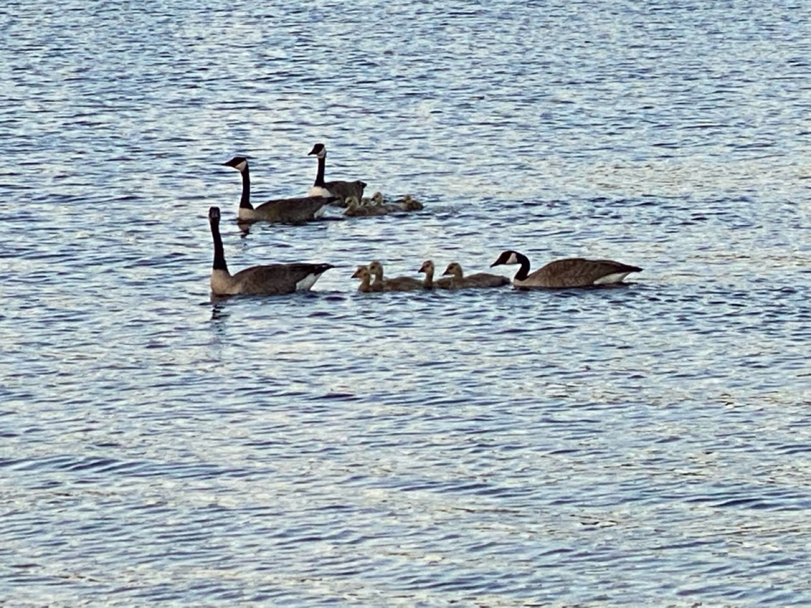 Canada geese and goslings swimming across the lake