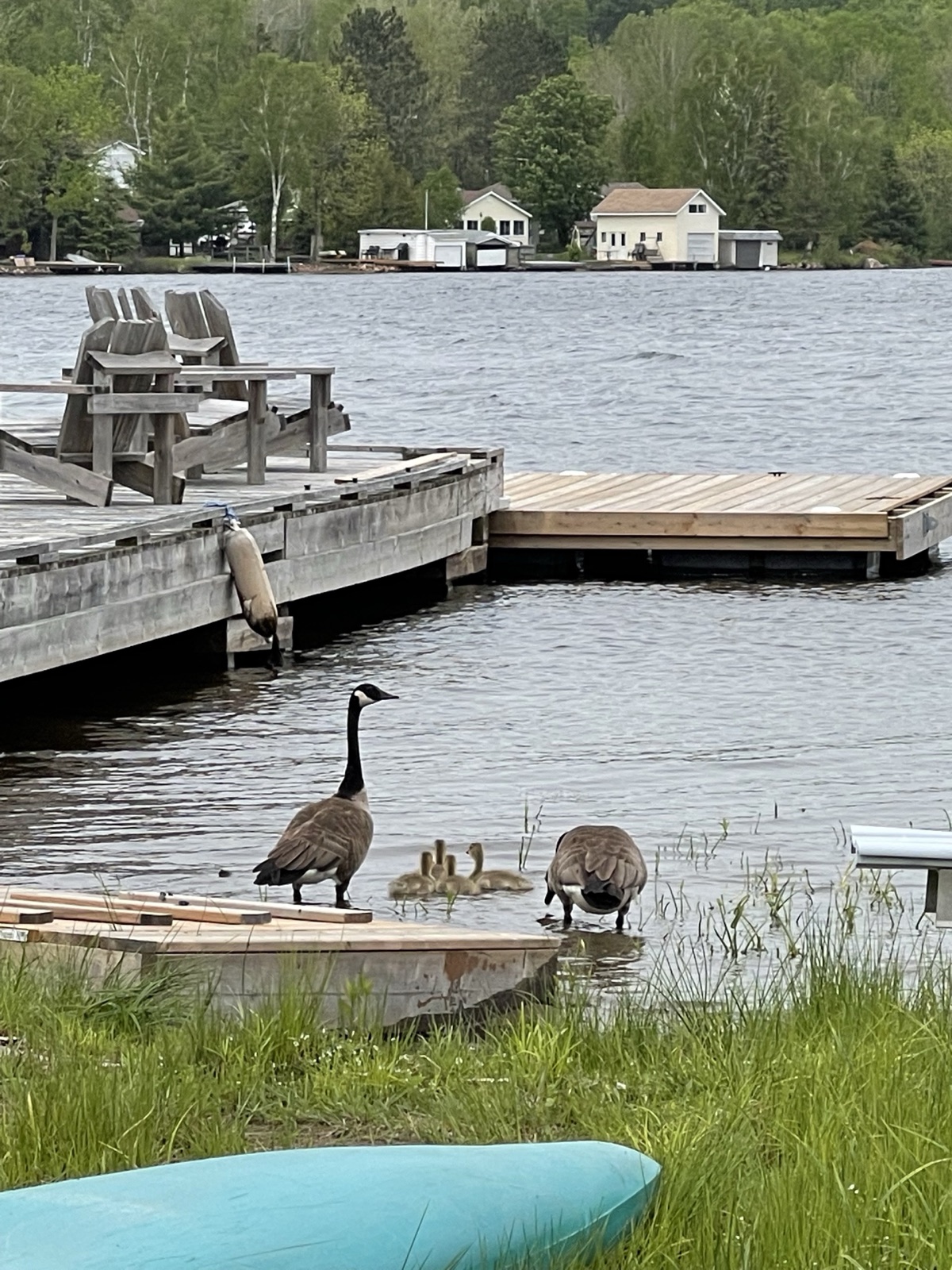 A family of Canada geese beside the dock on Lake Nosbonsing