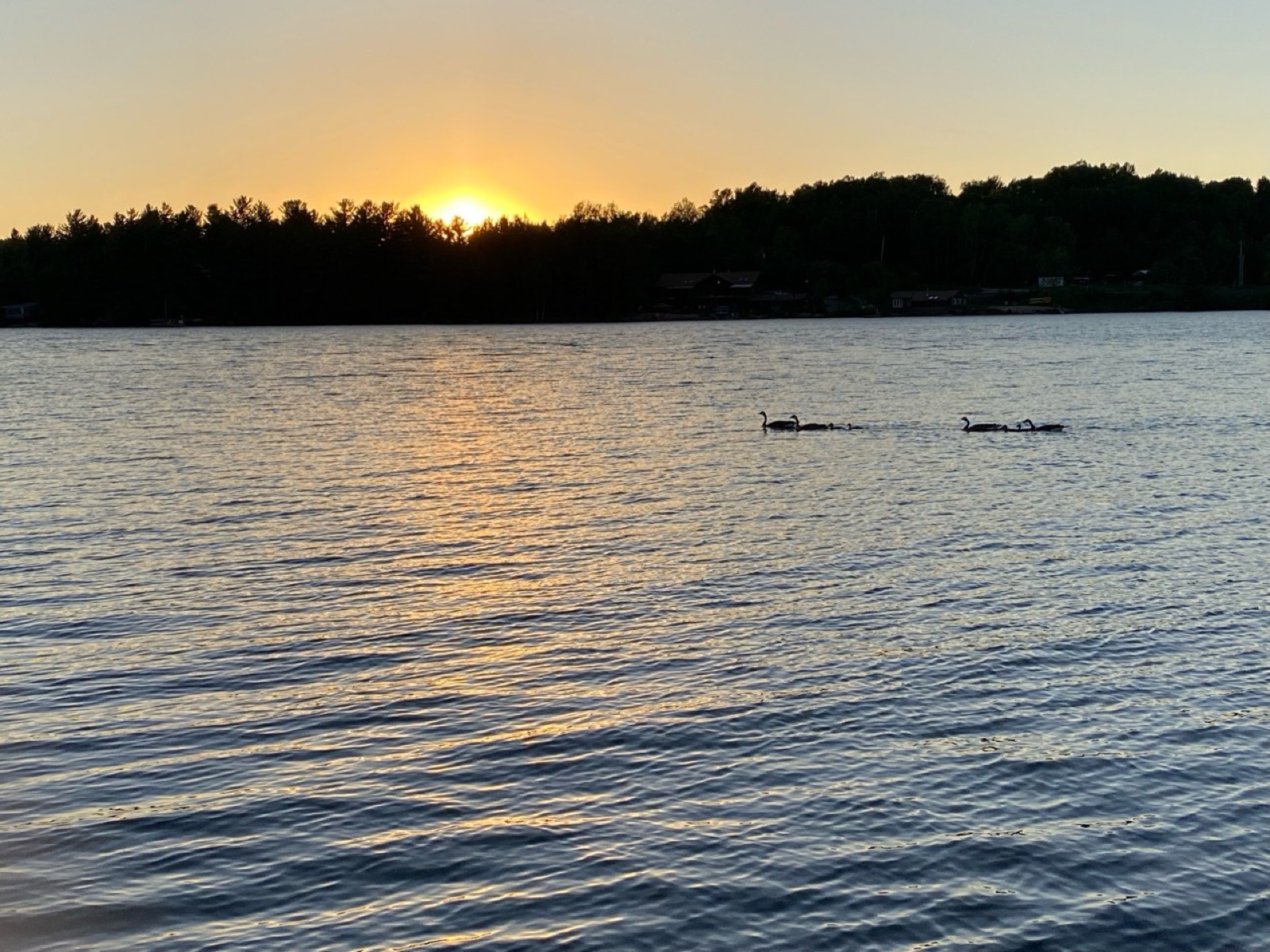 Geese swimming across Lake Nosbonsing at sunset